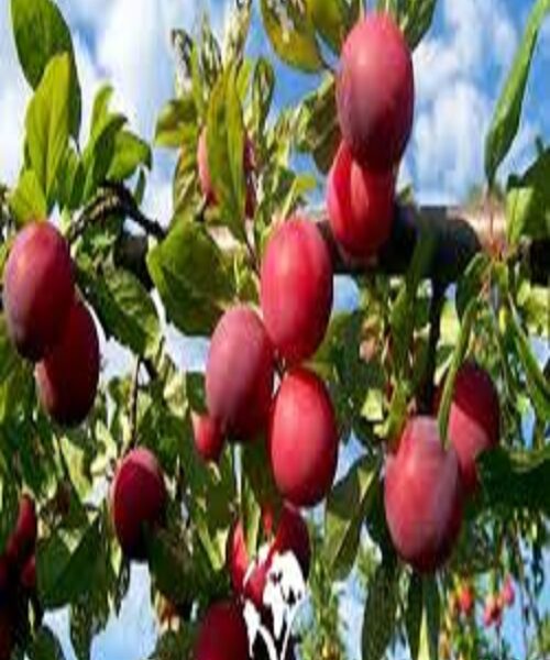 نهال گوجه قرمز