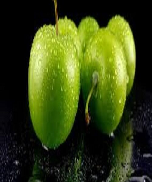نهال گوجه مراغه