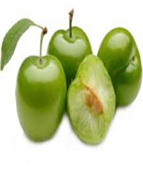 نهال گوجه مراغه