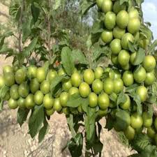 نهال گوجه نخجوان