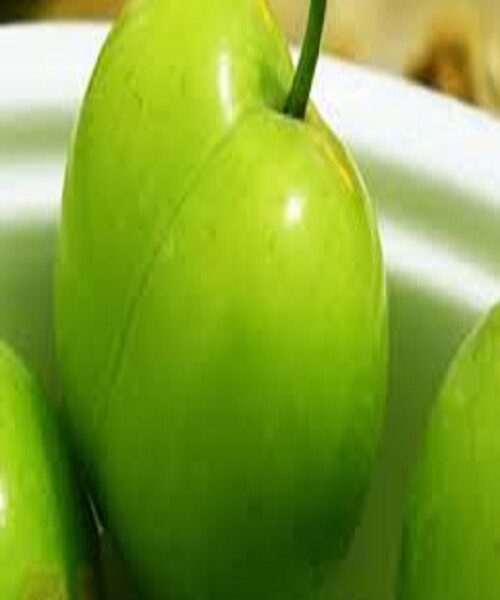 نهال گوجه یزغان