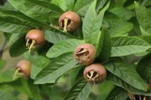 آموزش کاشت نهال ازگیل