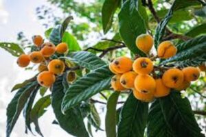آموزش کاشت نهال ازگیل