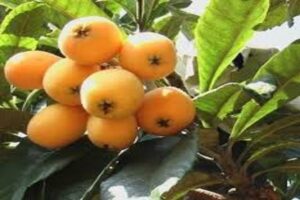 آموزش کاشت نهال ازگیل