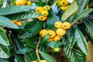 آموزش کاشت نهال ازگیل