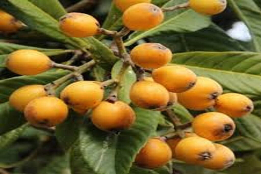 آموزش کاشت نهال ازگیل