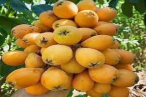 آموزش کاشت نهال ازگیل
