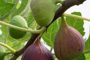 آموزش کاشت نهال انجیر