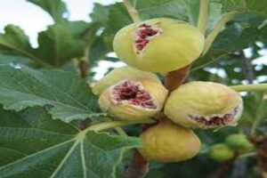 آموزش کاشت نهال انجیر