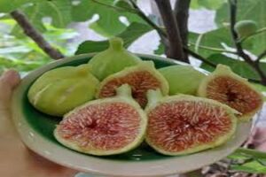 آموزش کاشت نهال انجیر