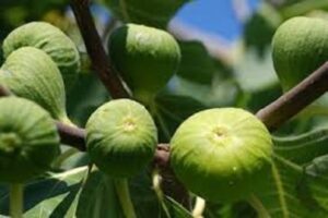 آموزش کاشت نهال انجیر