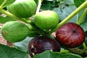 آموزش کاشت نهال انجیر