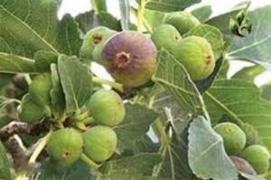 آموزش کاشت نهال انجیر