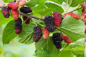 آموزش کاشت نهال توت