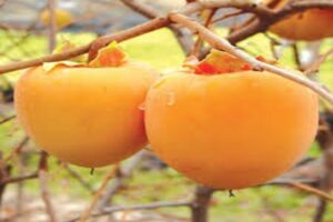 آموزش کاشت نهال خرمالو 