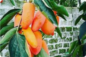 آموزش کاشت نهال خرمالو 