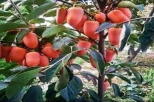آموزش کاشت نهال خرمالو 