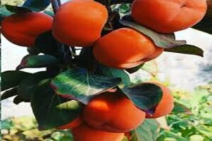 آموزش کاشت نهال خرمالو 
