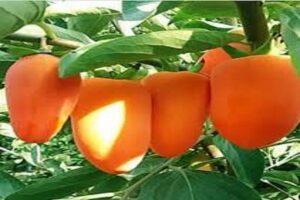 آموزش کاشت نهال خرمالو 