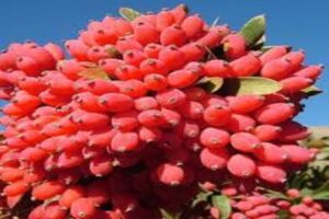 آموزش کاشت نهال زرشک