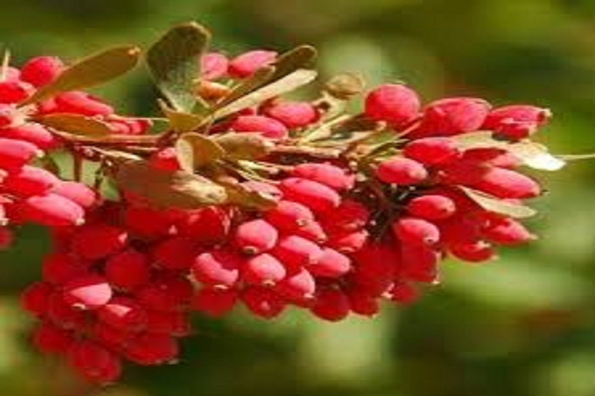 آموزش کاشت نهال زرشک