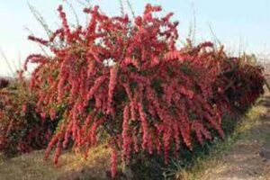 آموزش کاشت نهال زرشک