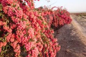 آموزش کاشت نهال زرشک