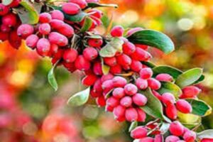 آموزش کاشت نهال زرشک