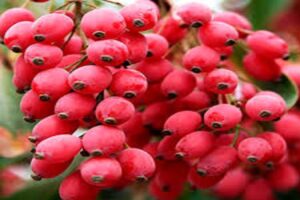 آموزش کاشت نهال زرشک