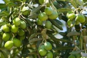 آموزش کاشت نهال زیتون