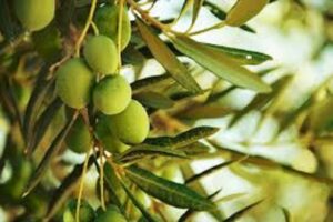 آموزش کاشت نهال زیتون