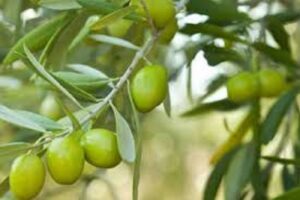 آموزش کاشت نهال زیتون
