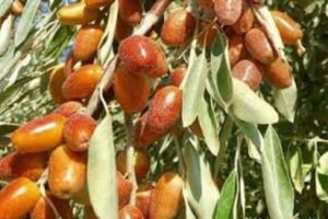 آموزش کاشت نهال سنجد