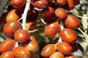 آموزش کاشت نهال سنجد