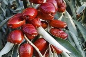 آموزش کاشت نهال سنجد