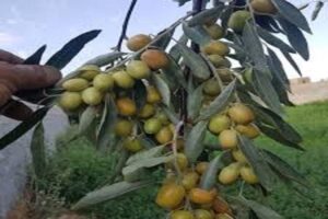 آموزش کاشت نهال سنجد