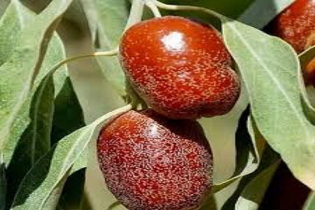آموزش کاشت نهال سنجد