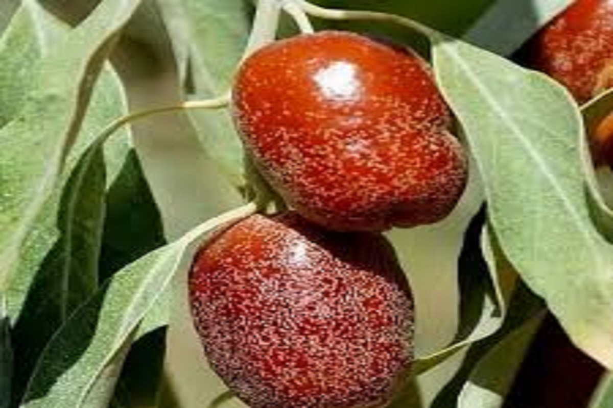 آموزش کاشت نهال سنجد