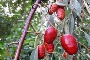 آموزش کاشت نهال سنجد