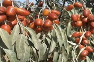 آموزش کاشت نهال سنجد