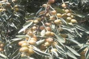 آموزش کاشت نهال سنجد
