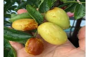 آموزش کاشت نهال عناب