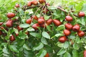 آموزش کاشت نهال عناب