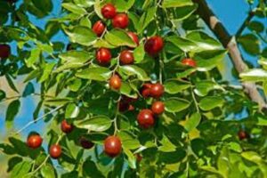 آموزش کاشت نهال عناب