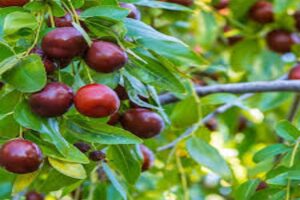 آموزش کاشت نهال عناب
