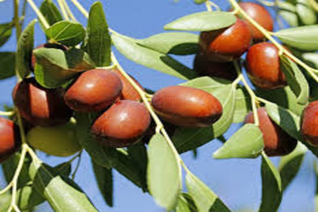 آموزش کاشت نهال عناب