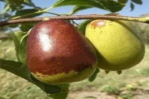 آموزش کاشت نهال عناب