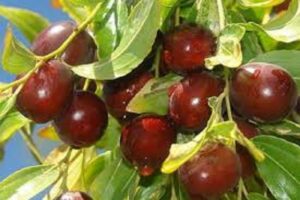 آموزش کاشت نهال عناب