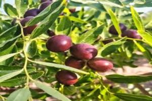 آموزش کاشت نهال عناب