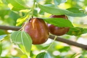 آموزش کاشت نهال عناب